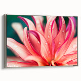 Dahlia Flower Macro - Fine Art Photography Limited Edition Prints