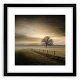 Misty Countryside Tree - Fine Art Photography Framed Prints