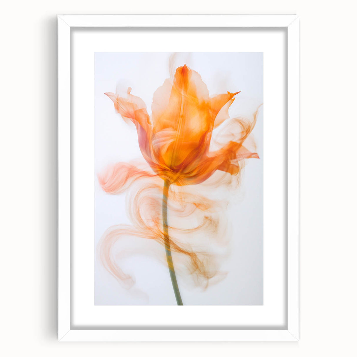 Ethereal Tulip in Motion - Fine Art Photography Framed Prints