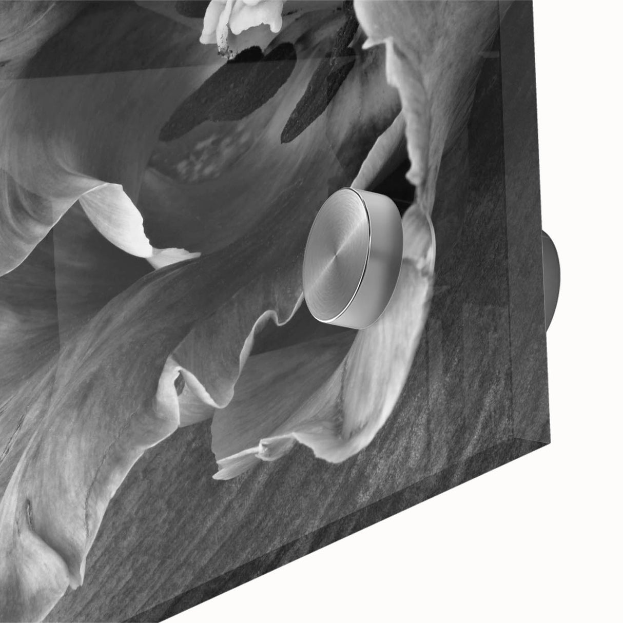Monochrome Tulip Bloom - Fine Art Photography Framed Prints