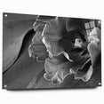 Monochrome Tulip Bloom - Fine Art Photography Framed Prints