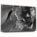 Monochrome Tulip Bloom - Fine Art Photography Framed Prints