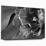 Monochrome Tulip Bloom - Fine Art Photography Framed Prints