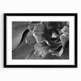 Monochrome Tulip Bloom - Fine Art Photography Framed Prints