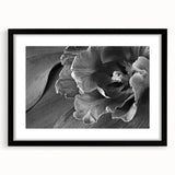 Monochrome Tulip Bloom - Fine Art Photography Framed Prints