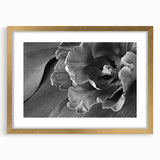 Monochrome Tulip Bloom - Fine Art Photography Framed Prints