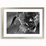 Monochrome Tulip Bloom - Fine Art Photography Framed Prints