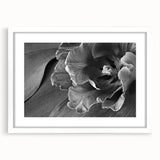 Monochrome Tulip Bloom - Fine Art Photography Framed Prints