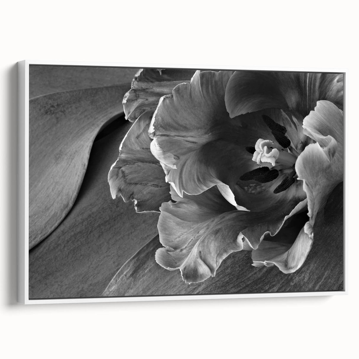 Monochrome Tulip Bloom - Fine Art Photography Framed Prints