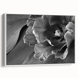 Monochrome Tulip Bloom - Fine Art Photography Framed Prints