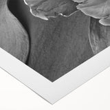 Monochrome Tulip Bloom - Fine Art Photography Framed Prints