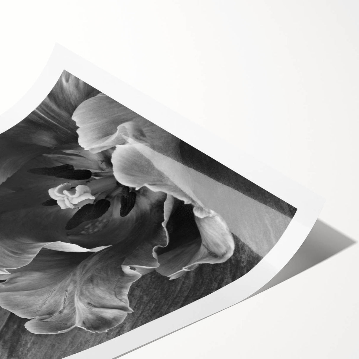 Monochrome Tulip Bloom - Fine Art Photography Framed Prints