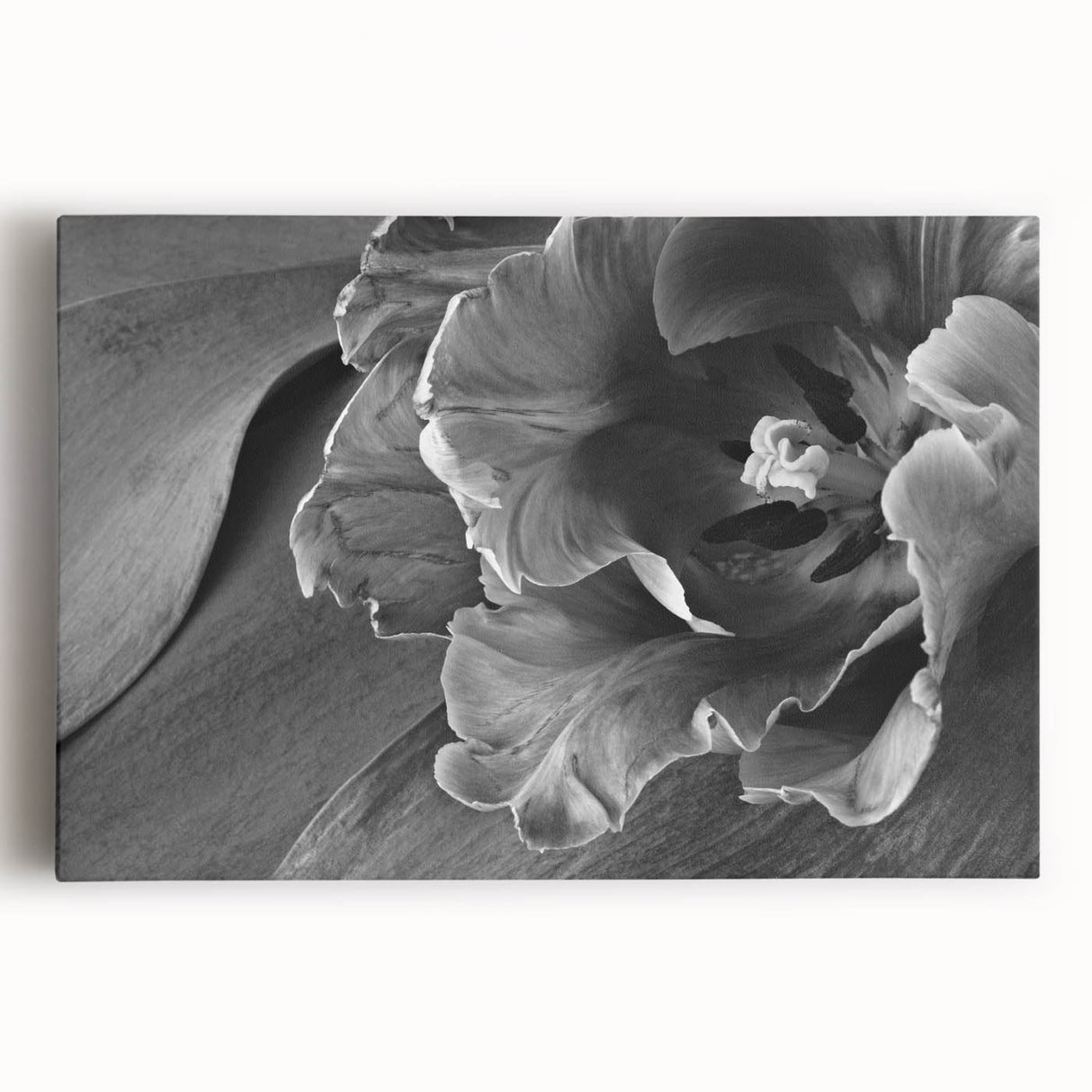 Monochrome Tulip Bloom - Fine Art Photography Framed Prints