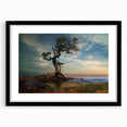 Solitary Coastal Tree - Fine Art Photography Wall Decor