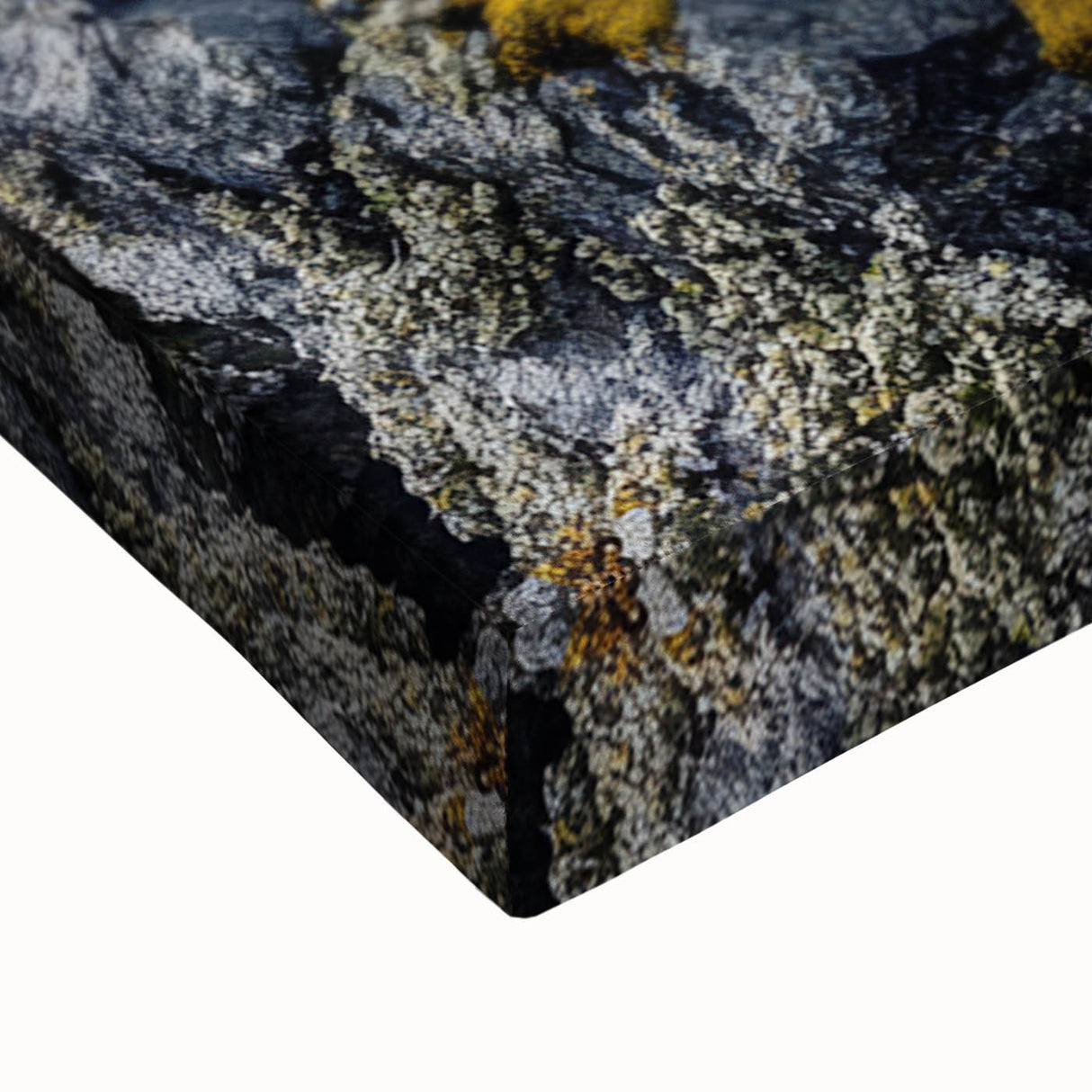 Resilient Bonsai Tree – Forest Art Prints & Nature Wall Art