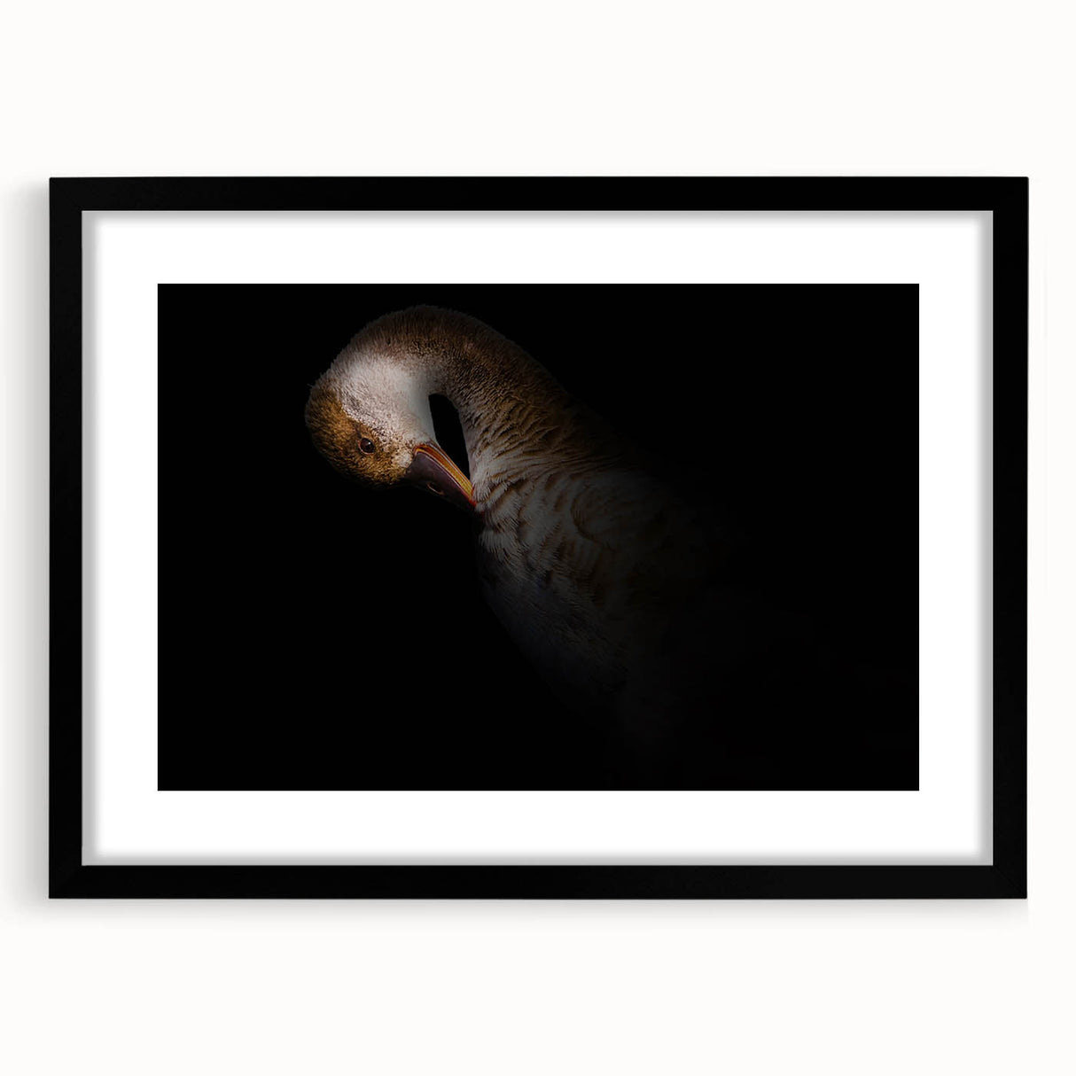 Minimalist Goose Portrait - Fine Art Photography Wall Decor