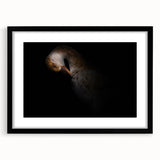 Minimalist Goose Portrait - Fine Art Photography Wall Decor