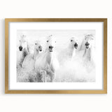 Wild Horses in Motion - Black & White Fine Art Photography