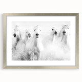 Wild Horses in Motion - Black & White Fine Art Photography