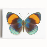 Colorful close-up of a detailed insect illustration, showcasing intricate patterns and vibrant hues, ideal for educational materials or artistic decor.