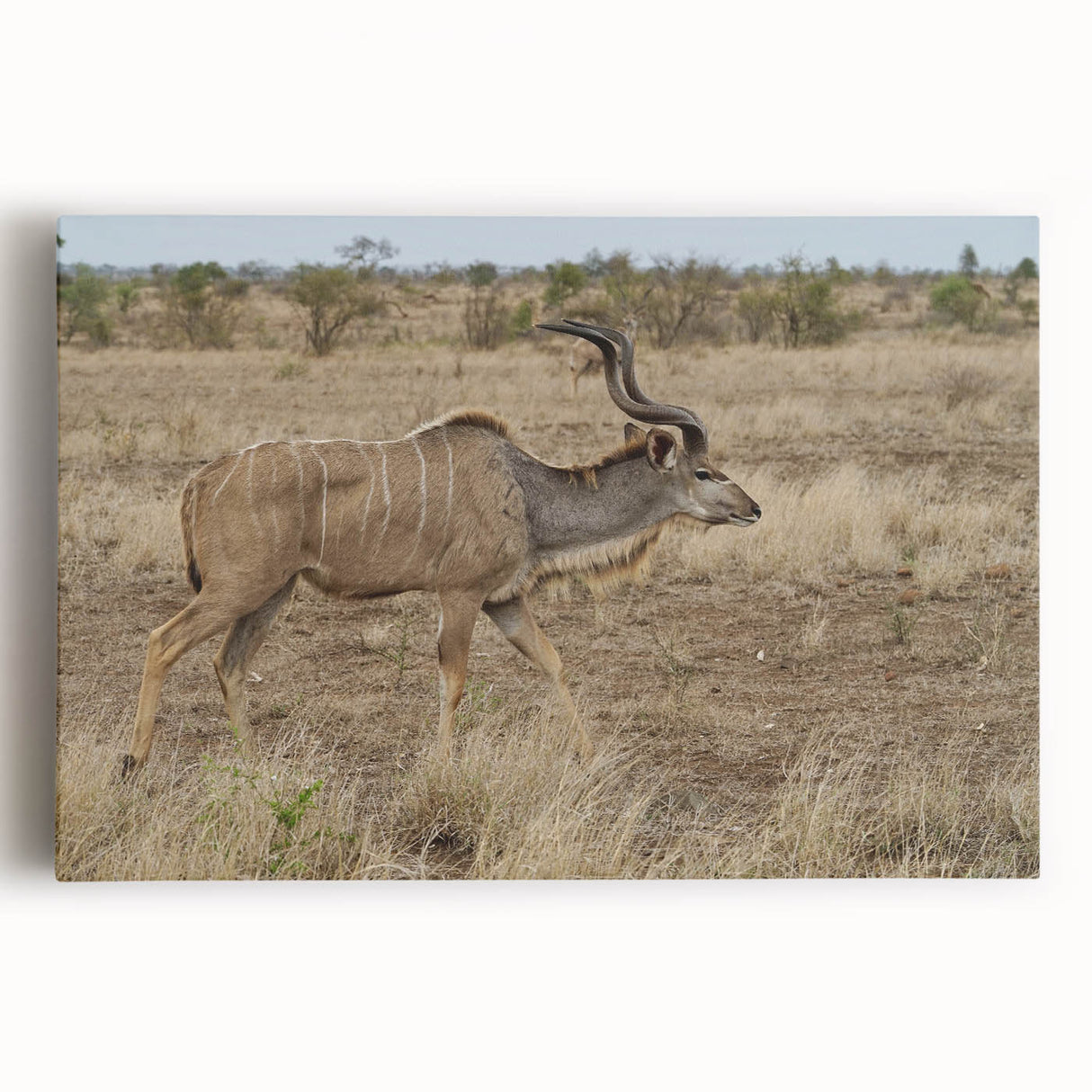 Stretched canvas wall art depicting a vibrant antelope design in a rich color palette, showcasing intricate details and textures for wildlife enthusiasts.
