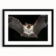 Framed wall art featuring a striking bat design from the 'A Wild Life' collection, showcasing intricate details in black and white against a sleek black frame. This unique piece adds a touch of nature-inspired elegance to any room decor.