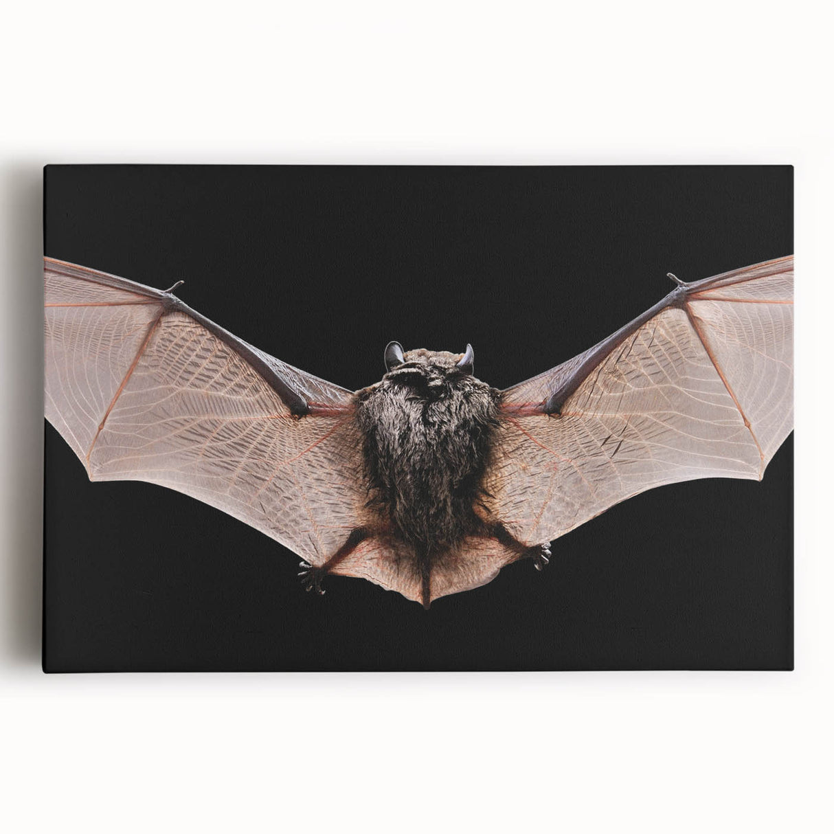 Stretched canvas wall art featuring a detailed bat design, showcasing intricate patterns and vibrant colors, ideal for wildlife enthusiasts and home decor.