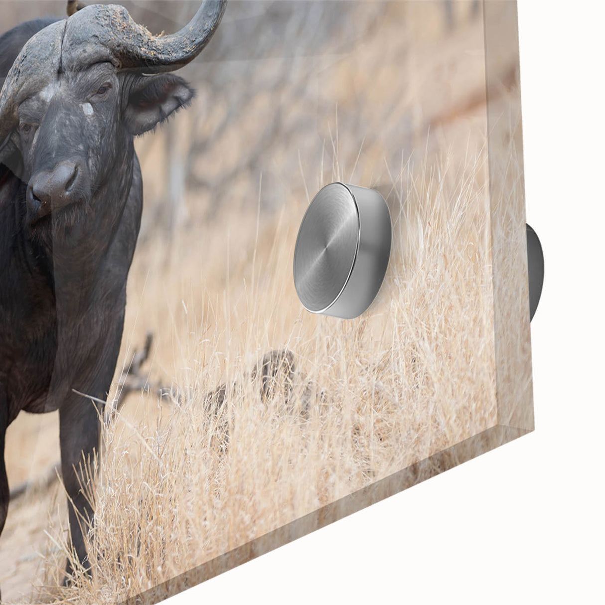 Close-up of a striking buffalo wall art piece, showcasing intricate details and vibrant colors, designed for wildlife lovers and home decor enthusiasts. This acrylic glass print captures the majesty of the bison, perfect for adding a touch of nature to any space.