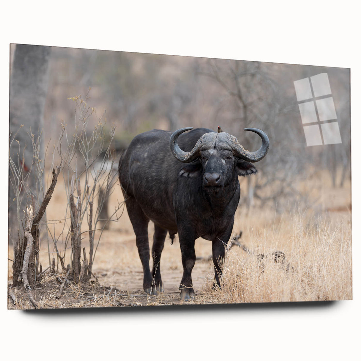 Side view of an acrylic glass wall art piece showcasing a majestic buffalo in a wild landscape, part of a unique animal-themed collection. Ideal for nature lovers and home decor enthusiasts.