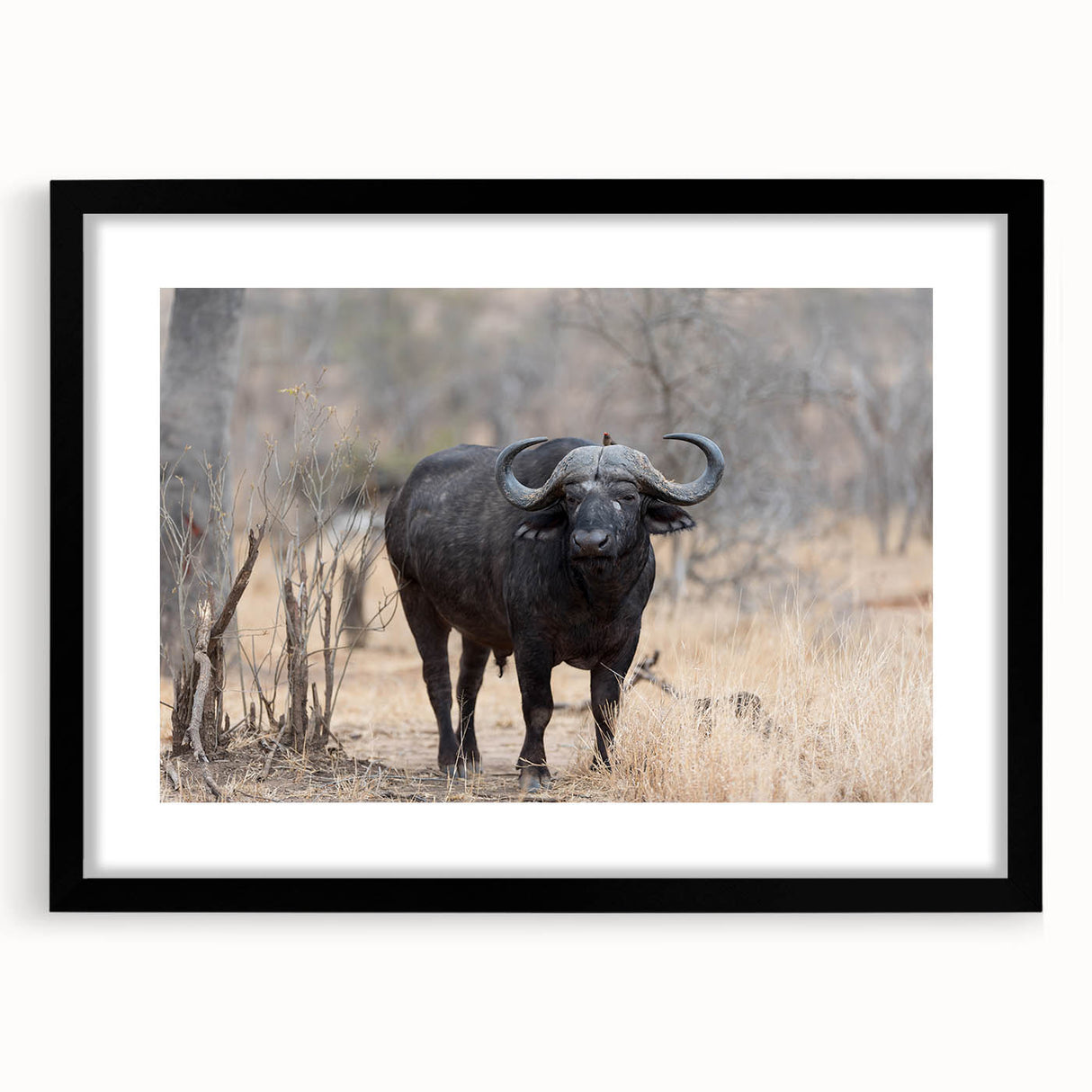 Black-framed wall art featuring a striking buffalo design, part of the A Bisson collection, perfect for adding a touch of wildlife decor to any space.