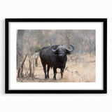 Black-framed wall art featuring a striking buffalo design, part of the A Bisson collection, perfect for adding a touch of wildlife decor to any space.