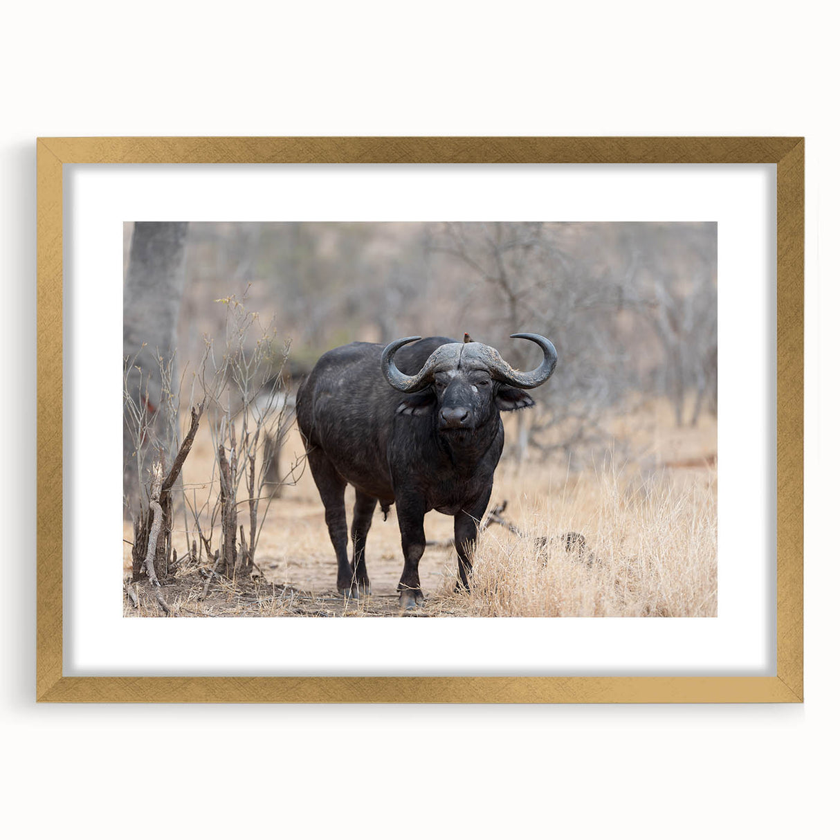Framed wall art showcasing a majestic buffalo design with gold accents, perfect for wildlife enthusiasts. Ideal for home decor or office spaces.