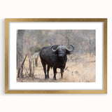 Framed wall art showcasing a majestic buffalo design with gold accents, perfect for wildlife enthusiasts. Ideal for home decor or office spaces.