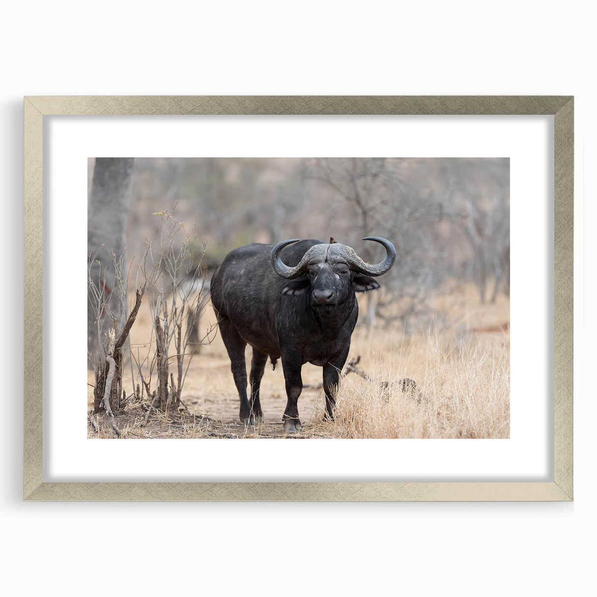 Framed wall art collection featuring a silver mat and a striking design of a buffalo, ideal for wildlife enthusiasts and home decor. Perfect for adding a nature-inspired touch to any room.