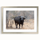Framed wall art collection featuring a silver mat and a striking design of a buffalo, ideal for wildlife enthusiasts and home decor. Perfect for adding a nature-inspired touch to any room.
