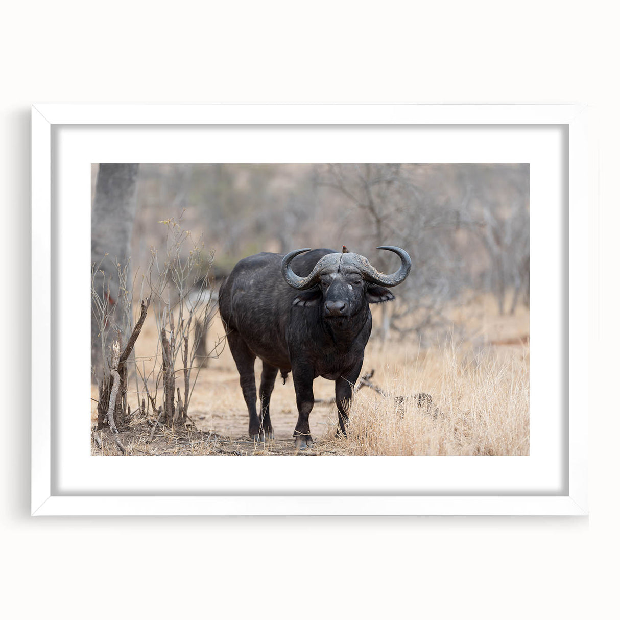 Framed wall art featuring a majestic buffalo design, showcasing rich details and textures in a white mat frame, perfect for wildlife enthusiasts and home decor.
