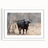 Framed wall art featuring a majestic buffalo design, showcasing rich details and textures in a white mat frame, perfect for wildlife enthusiasts and home decor.