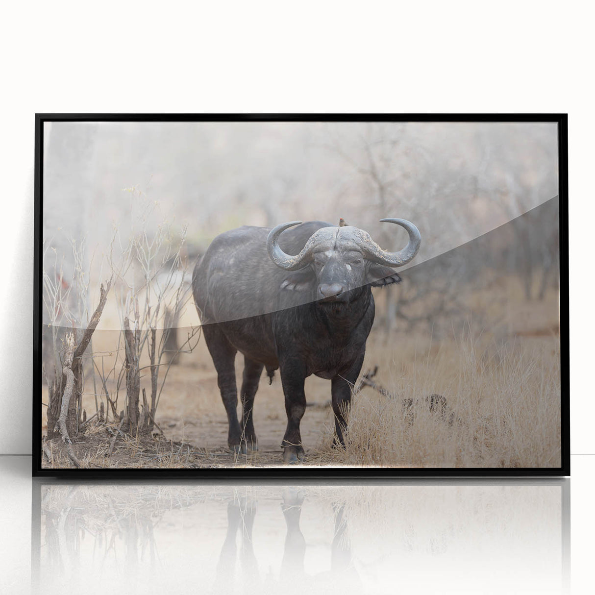Framed black wall art featuring a striking design of a buffalo, showcasing intricate details and textures, ideal for wildlife enthusiasts and modern decor.