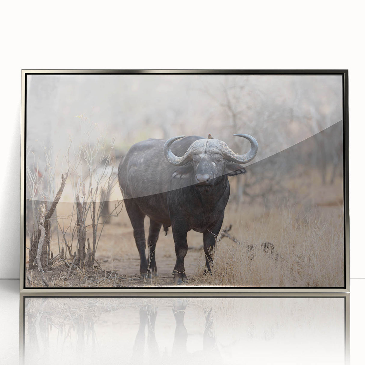 Framed wall art of a bison displayed in a silver-acrylic frame, showcasing intricate details of the animal's fur and surroundings, perfect for wildlife enthusiasts.