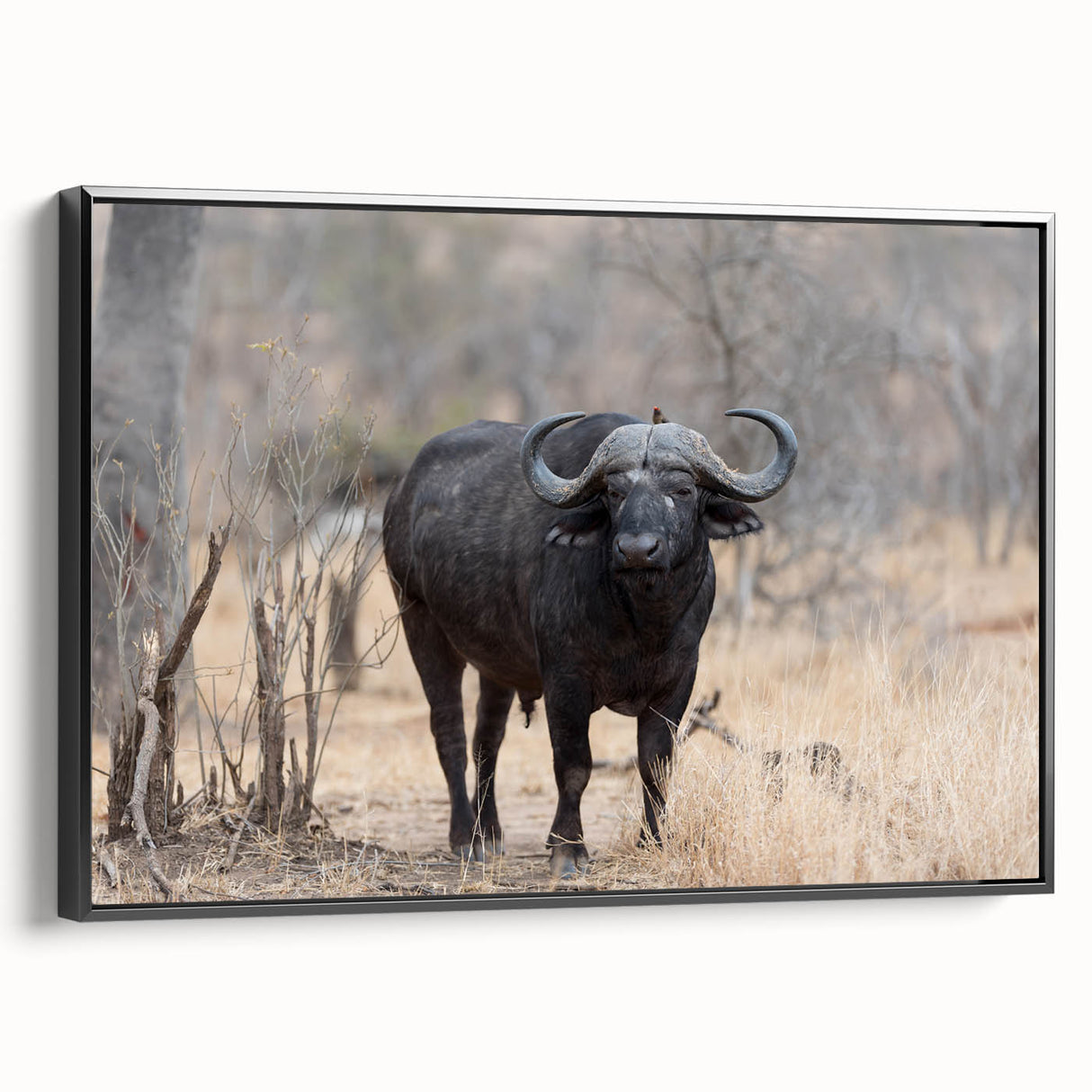 Framed canvas wall art featuring a black side view of a majestic buffalo, showcasing intricate details and textures, perfect for wildlife enthusiasts and home decor.