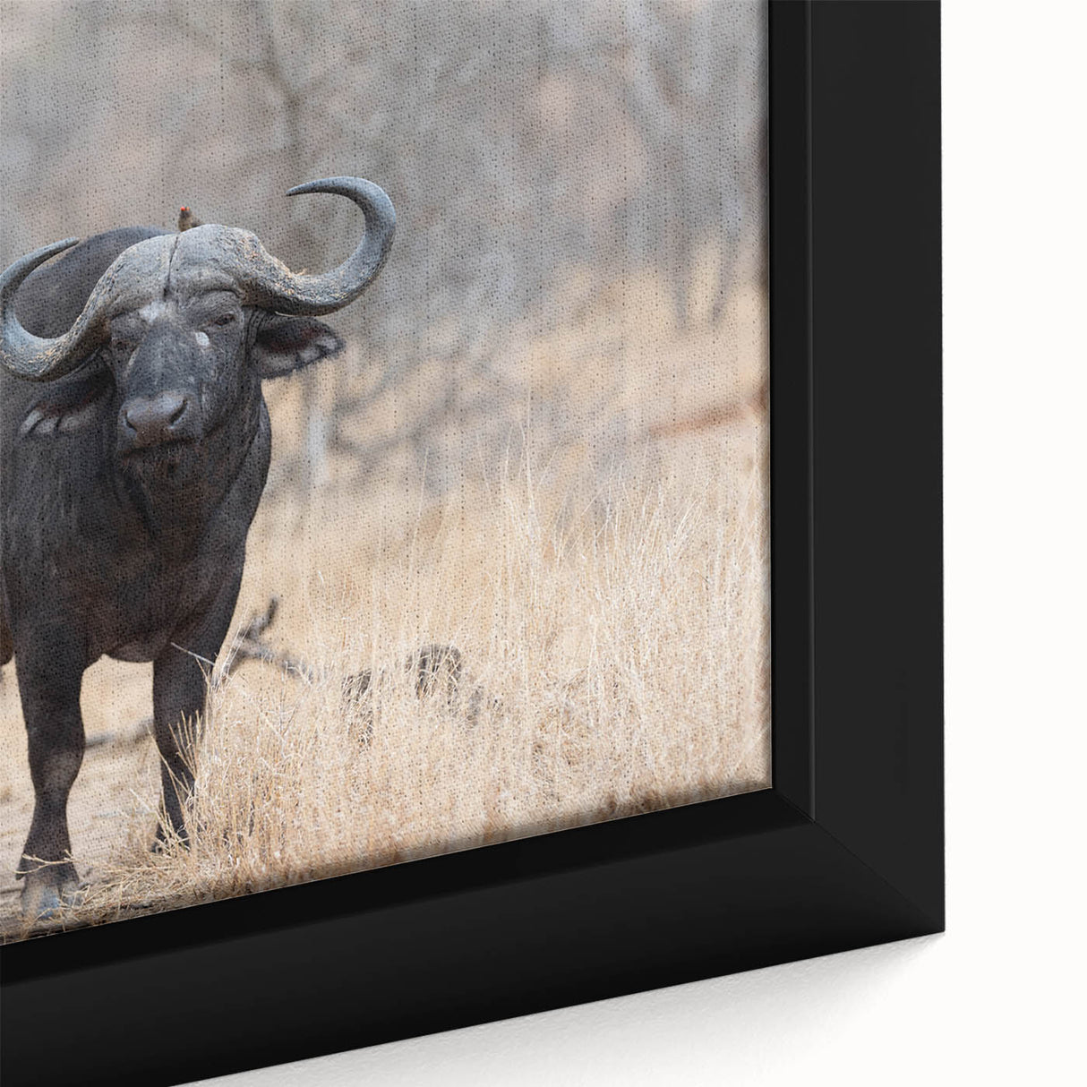Close-up view of a framed canvas wall art design showcasing a majestic buffalo in its natural habitat, featuring detailed textures and vibrant colors, perfect for wildlife enthusiasts.
