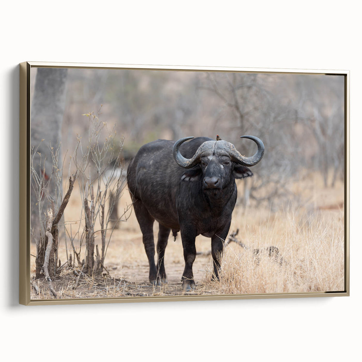 Framed wall art featuring a side view of a majestic buffalo, showcasing rich textures and golden accents, perfect for wildlife enthusiasts and home decor.