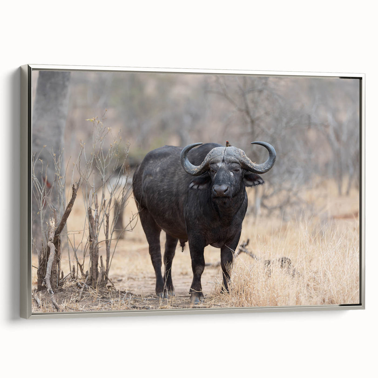 Framed wall art featuring a stunning silver-side view of a buffalo, showcasing intricate bison design details on canvas, perfect for wildlife enthusiasts.