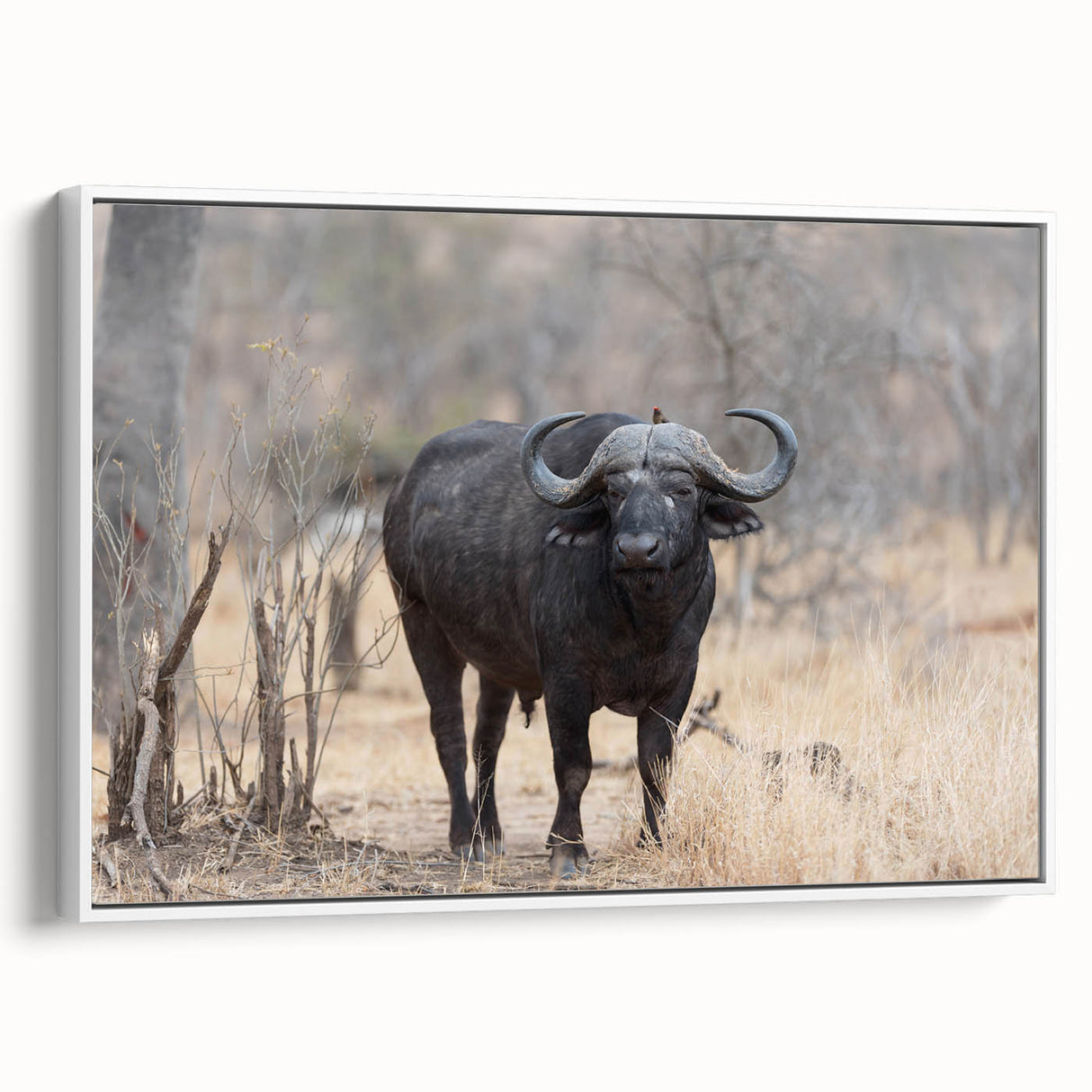 Framed wall art featuring a side view of a majestic buffalo, showcasing intricate design details on a canvas background, perfect for wildlife enthusiasts.