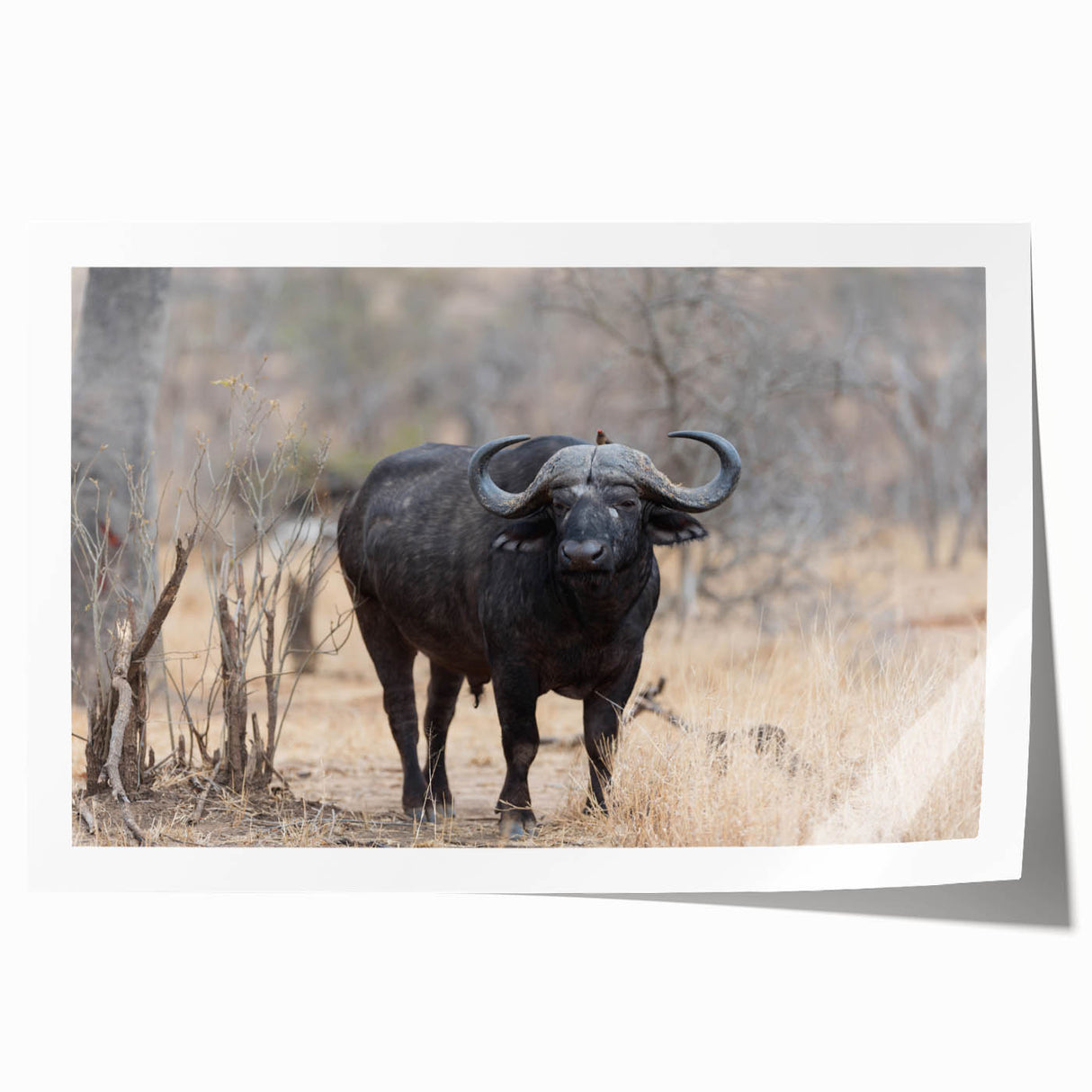Vibrant wall art print showcasing a majestic buffalo in a natural habitat, emphasizing detailed textures and earthy tones, perfect for wildlife enthusiasts and home decor.