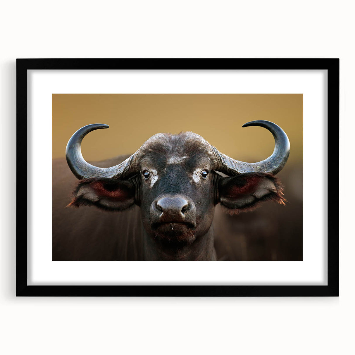 Framed wall art featuring a detailed black-and-white illustration of a buffalo, part of the Wildlife Bison design collection, showcasing elegant matting and a sleek black frame.