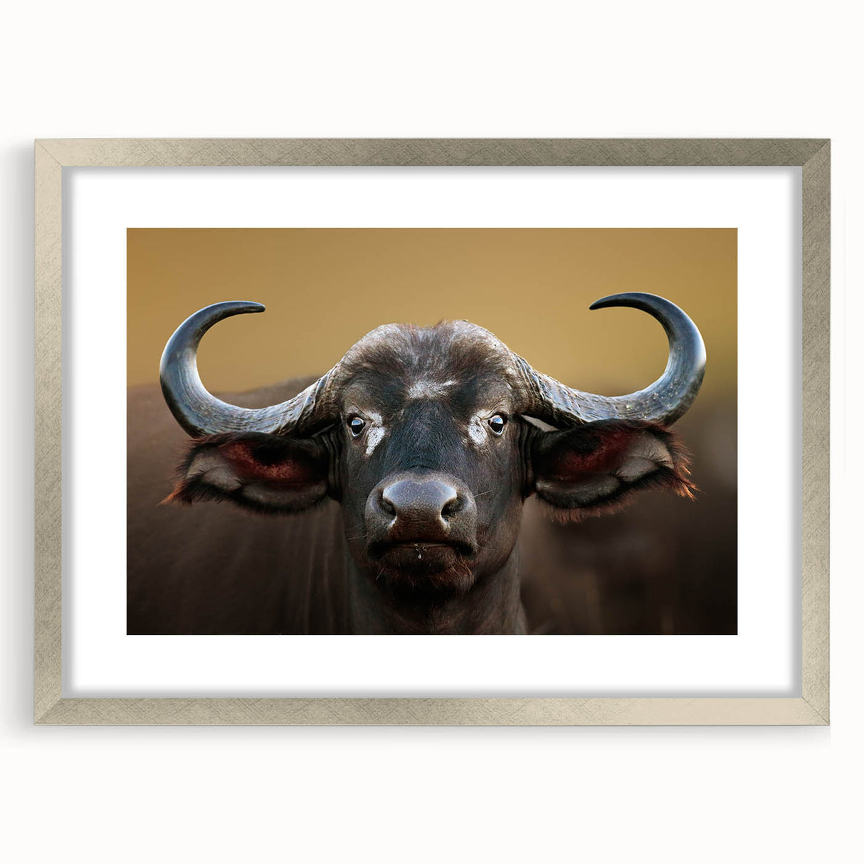 Framed wall art featuring a striking buffalo design from the "A Wild Life" collection, showcasing a silver mat and elegant presentation, perfect for animal lovers.