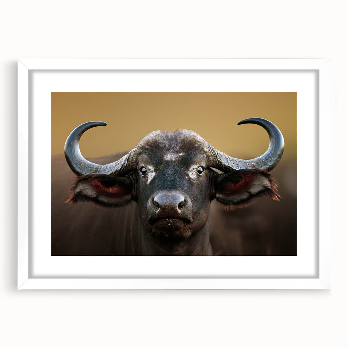 Framed wall art featuring a majestic buffalo design from the "Animals - A Wild Life" collection, with a white mat and elegant frame, perfect for home decor.