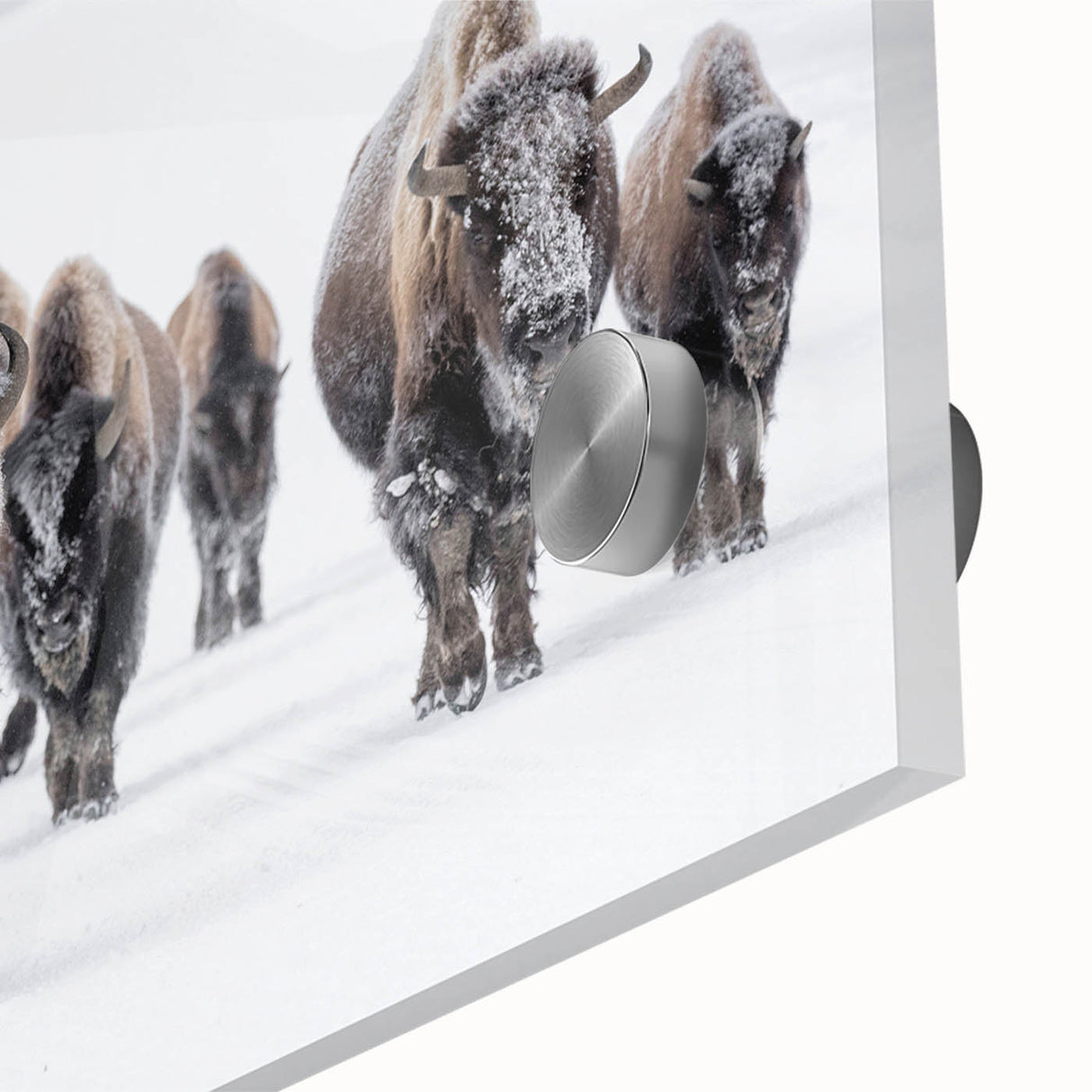 Close-up of a striking buffalo wall art design, showcasing intricate details and vibrant colors on acrylic glass, perfect for enhancing home decor with wildlife themes.