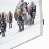 Close-up of a striking buffalo wall art design, showcasing intricate details and vibrant colors on acrylic glass, perfect for enhancing home decor with wildlife themes.